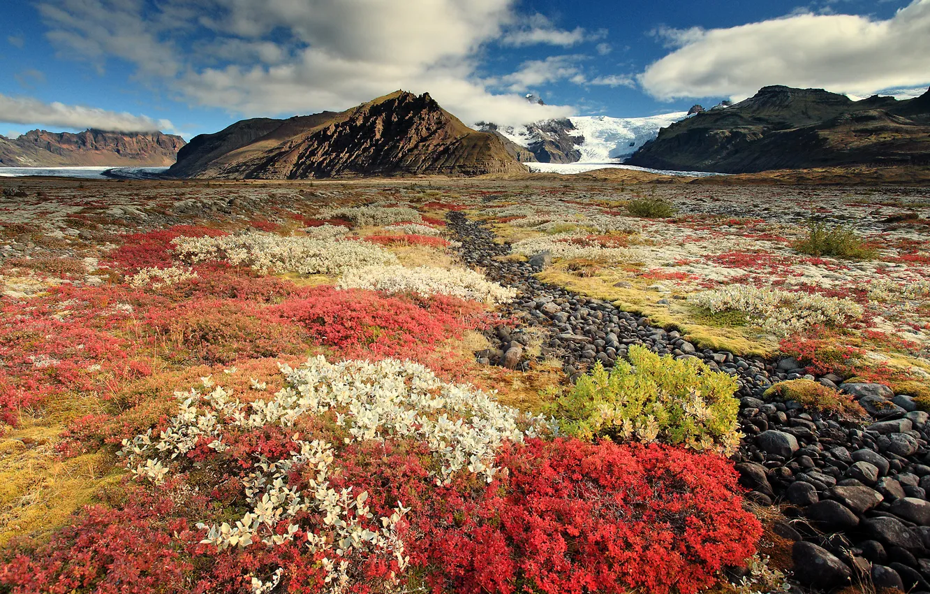 Photo wallpaper the sky, flowers, mountains, stones