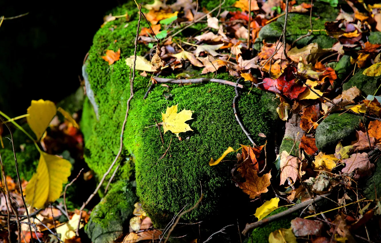 Photo wallpaper autumn, leaves, stone, moss