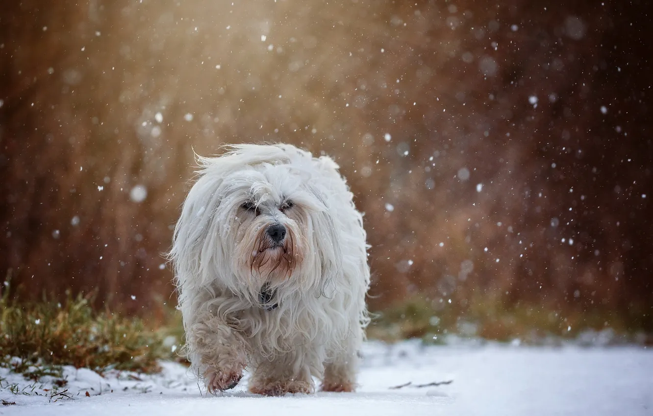 Photo wallpaper autumn, snow, dog