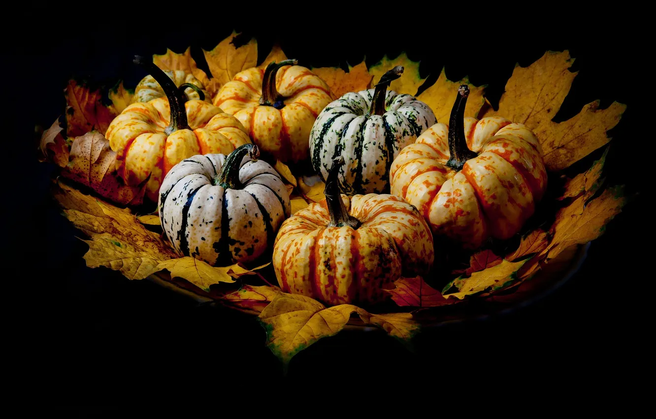 Photo wallpaper leaves, background, pumpkin