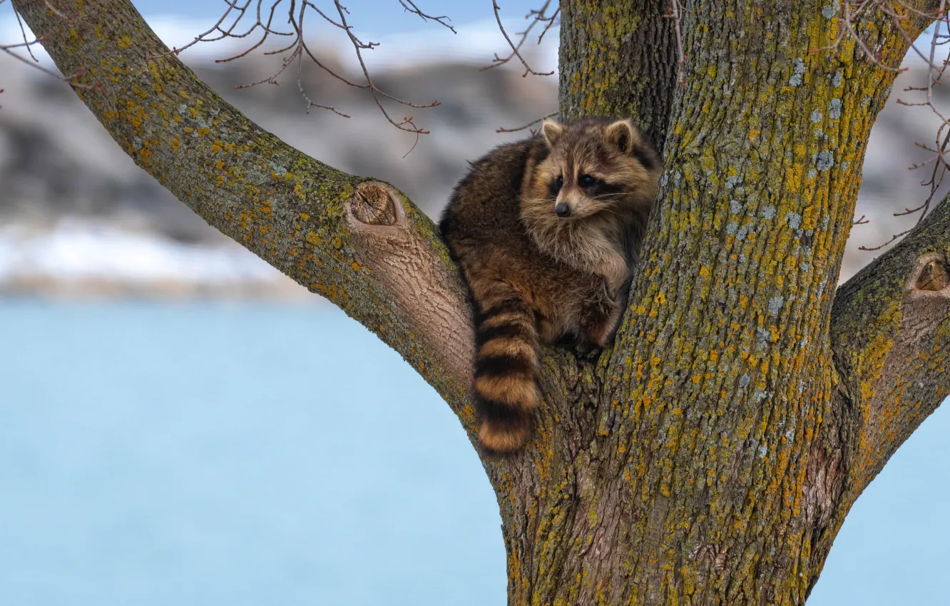 Photo wallpaper trees, branches, raccoon