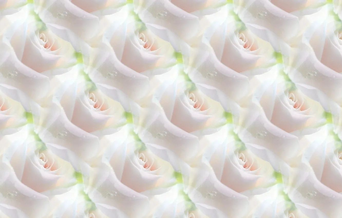 Photo wallpaper flower, background, rose, texture, white rose