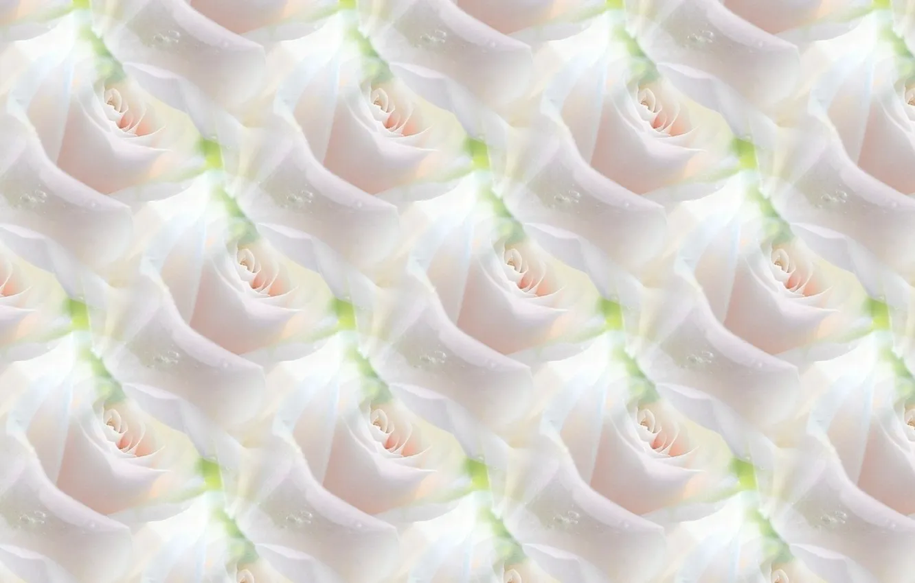 Photo wallpaper flowers, background, roses, texture, white rose