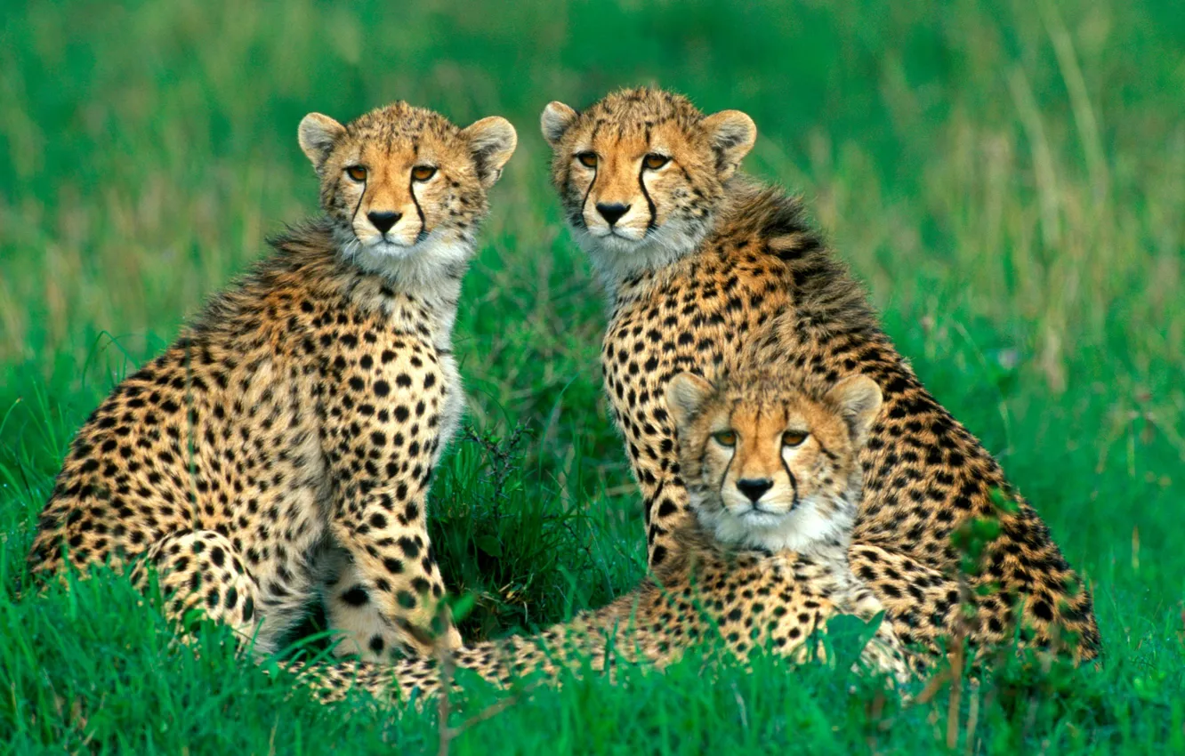 Photo wallpaper grass, family, cheetahs