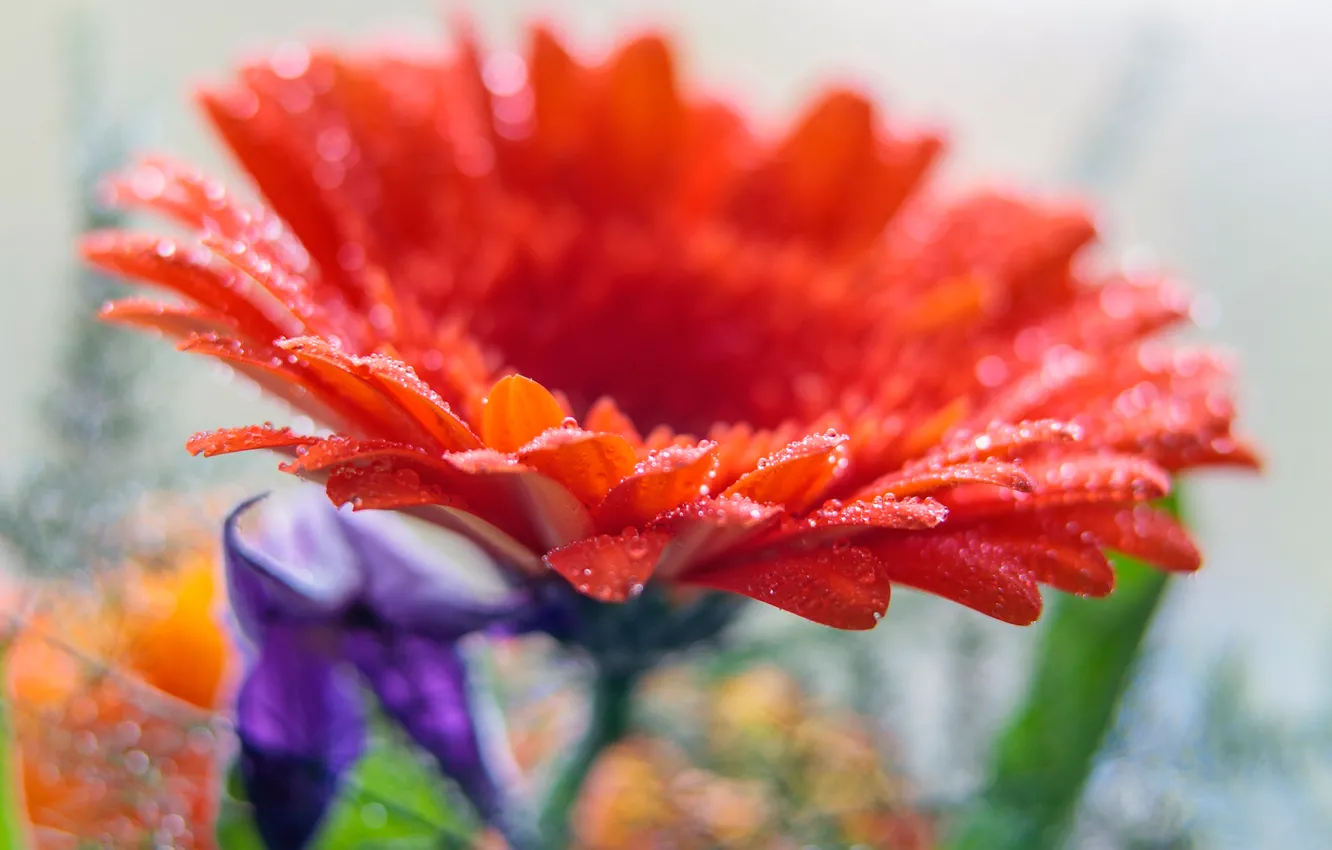 Photo wallpaper water, drops, flowers, Rosa, petals, gerbera