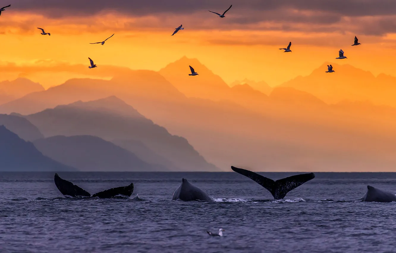 Photo wallpaper mountains, birds, Alaska, tail, USA, humpback whales