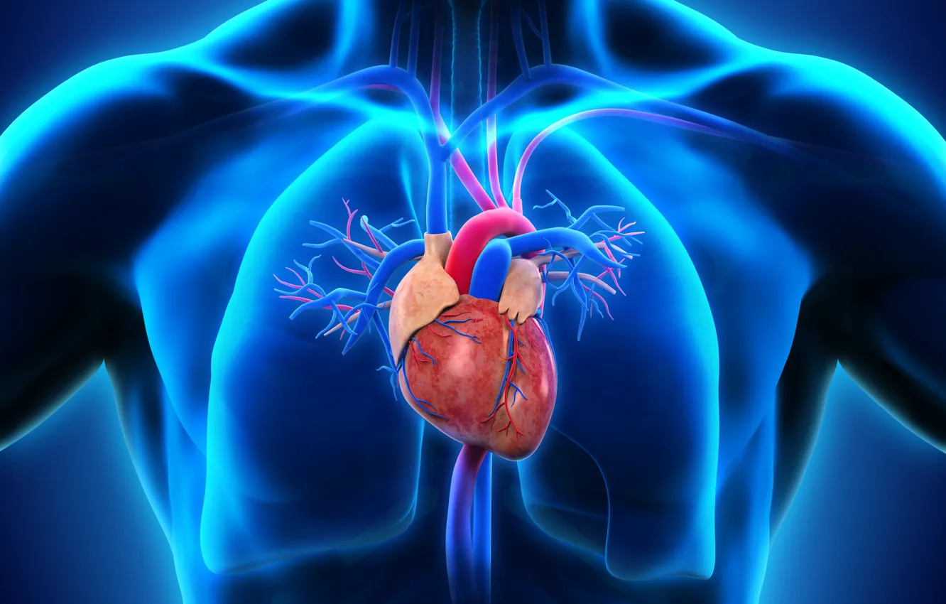 Photo wallpaper heart, man, medicine, lungs