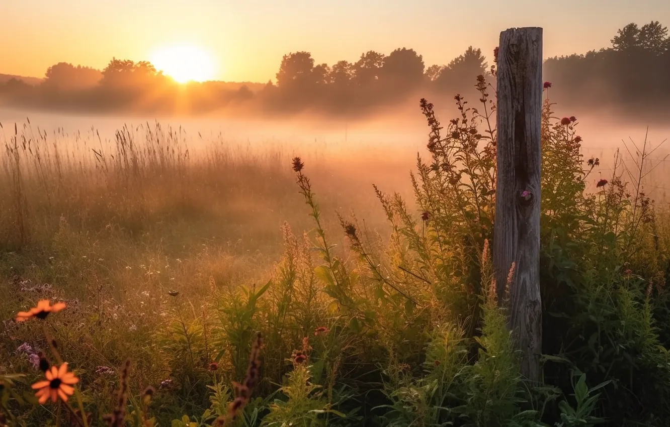 Photo wallpaper field, forest, summer, the sun, landscape, flowers, nature, fog