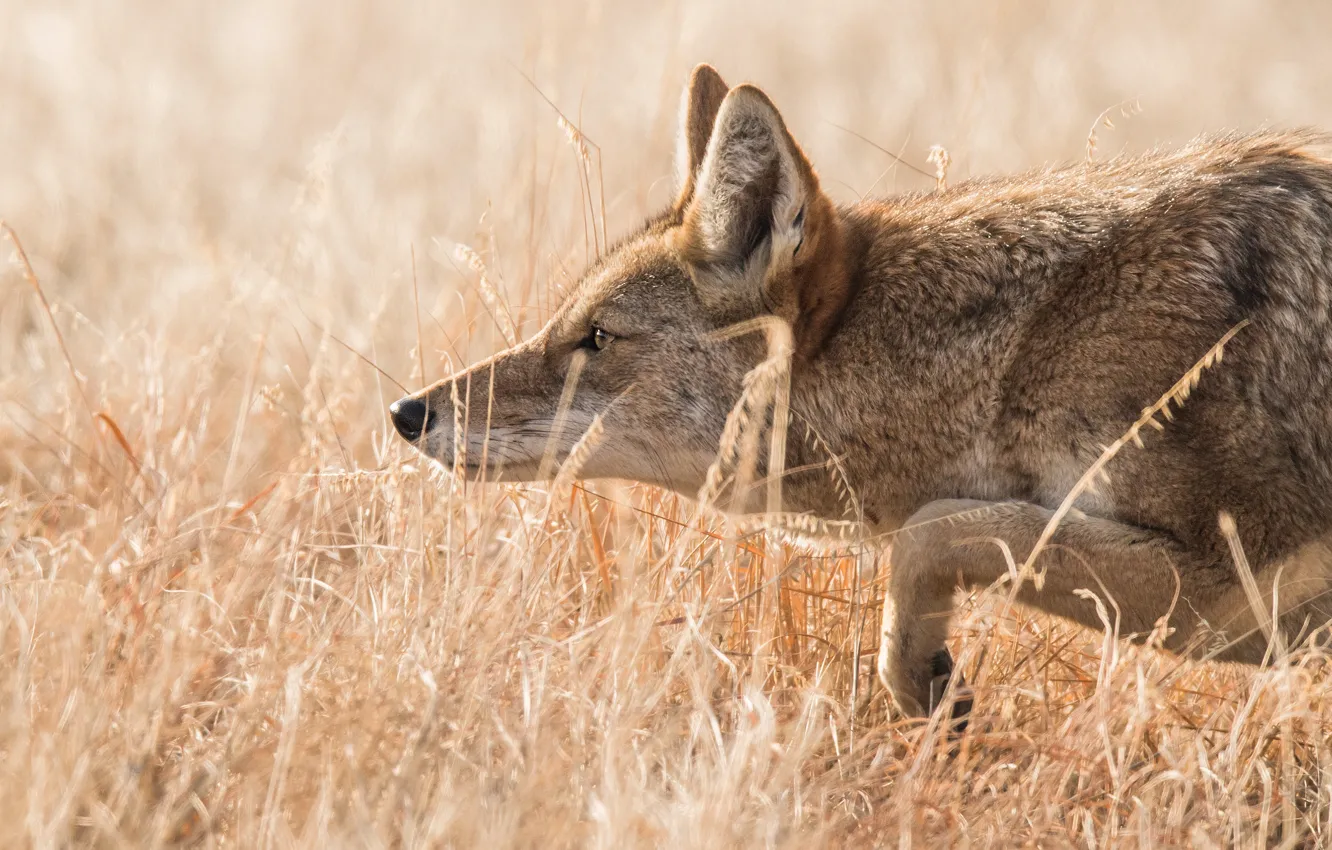 Photo wallpaper field, grass, look, face, pose, wolf, profile, coyote