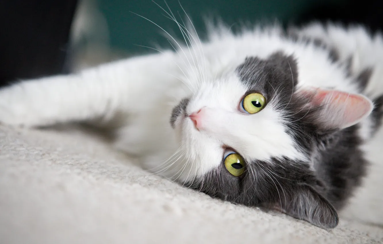 Photo wallpaper cat, cat, mustache, look, portrait, lies, face, green eyes