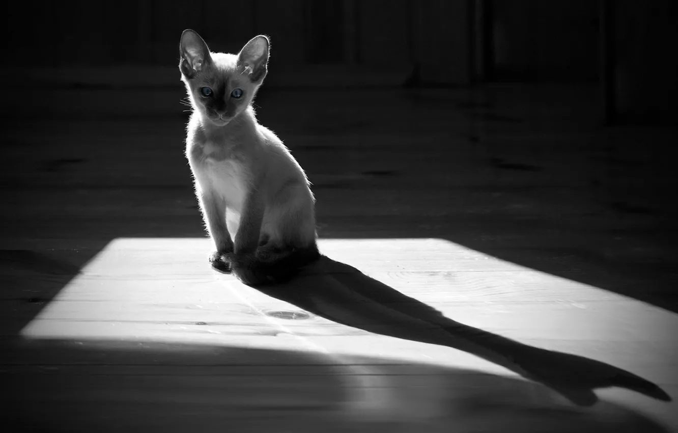 Photo wallpaper light, shadow, kitty