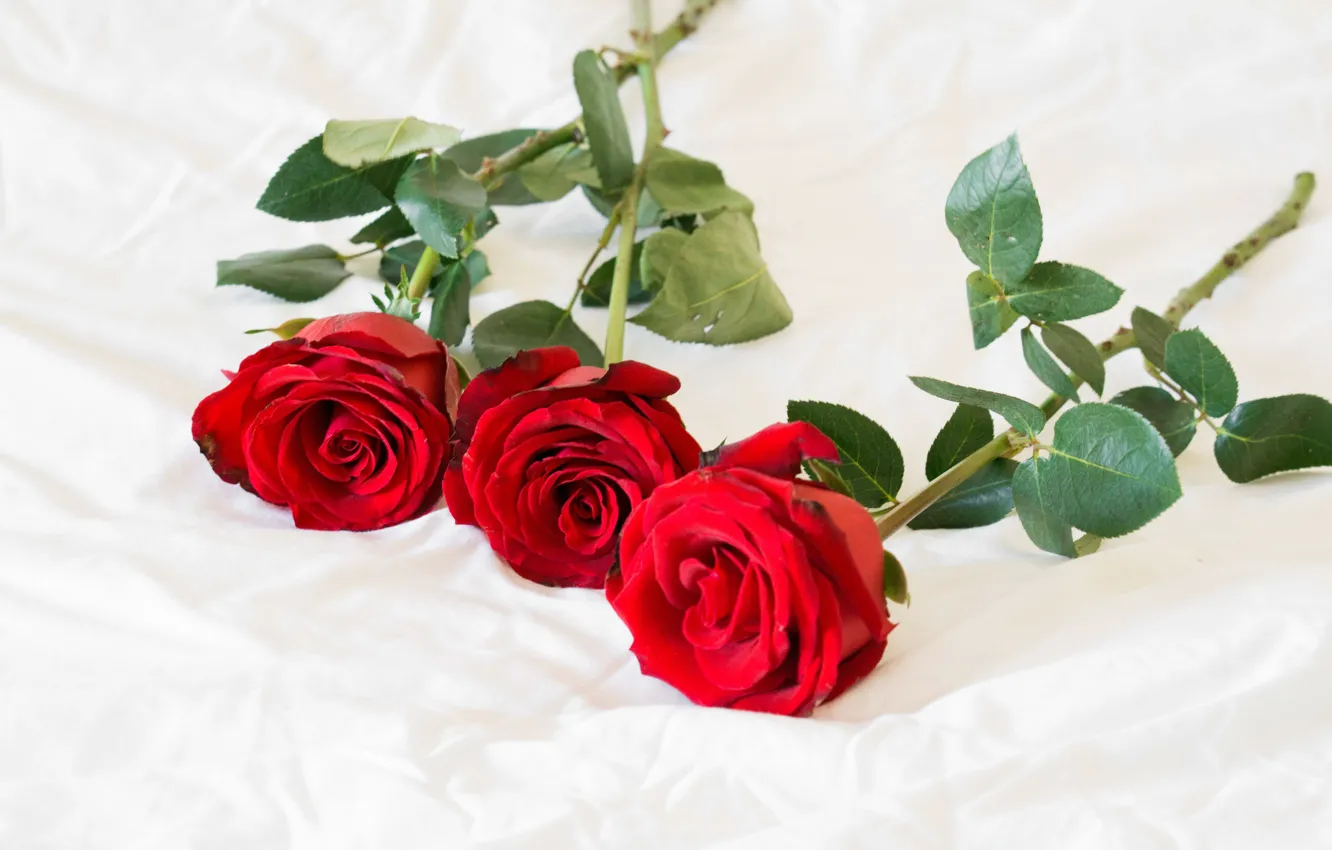 Photo wallpaper roses, trio, red roses, three roses