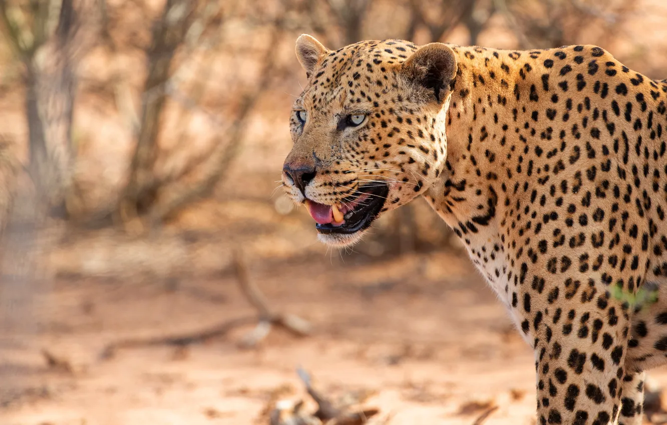 Photo wallpaper look, face, nature, leopard, profile