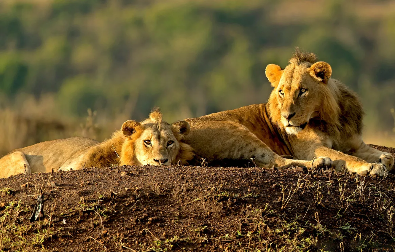 Photo wallpaper light, hills, stay, two, Leo, pair, lies, wild cats