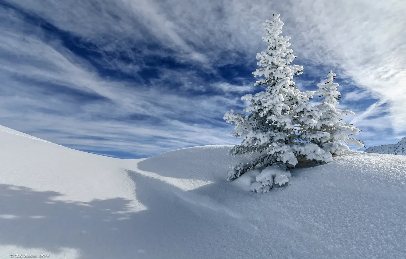 Photo wallpaper winter, the sky, clouds, snow, tree, spruce