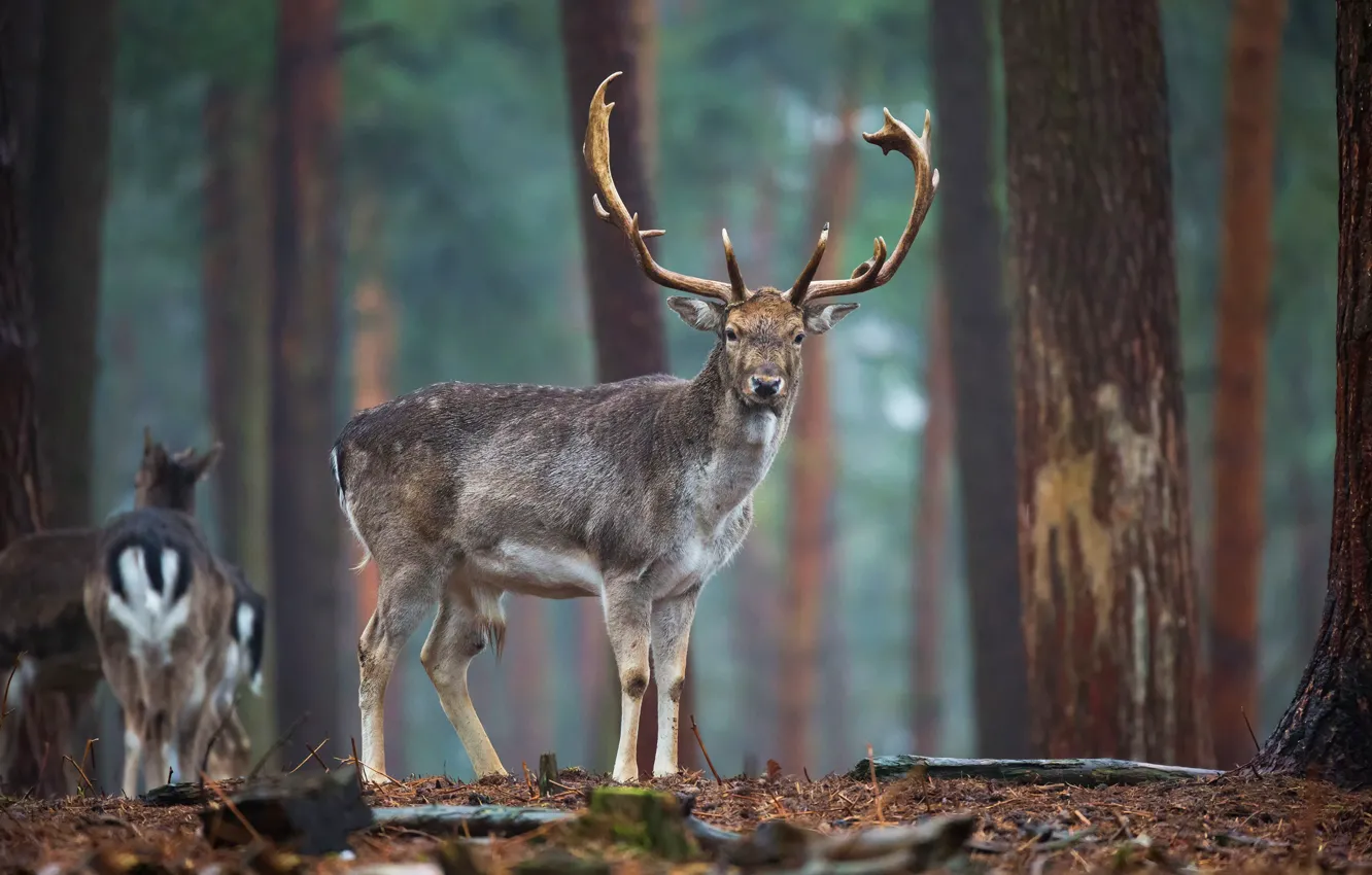 Photo wallpaper forest, look, face, trees, nature, pose, Park, background