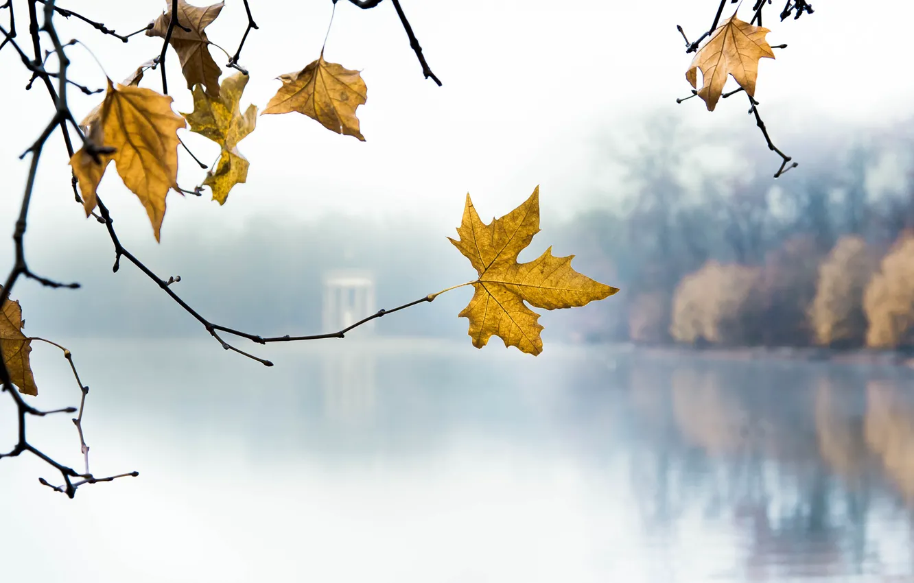 Photo wallpaper leaves, branches, lake, Park, morning, yellow, autumn