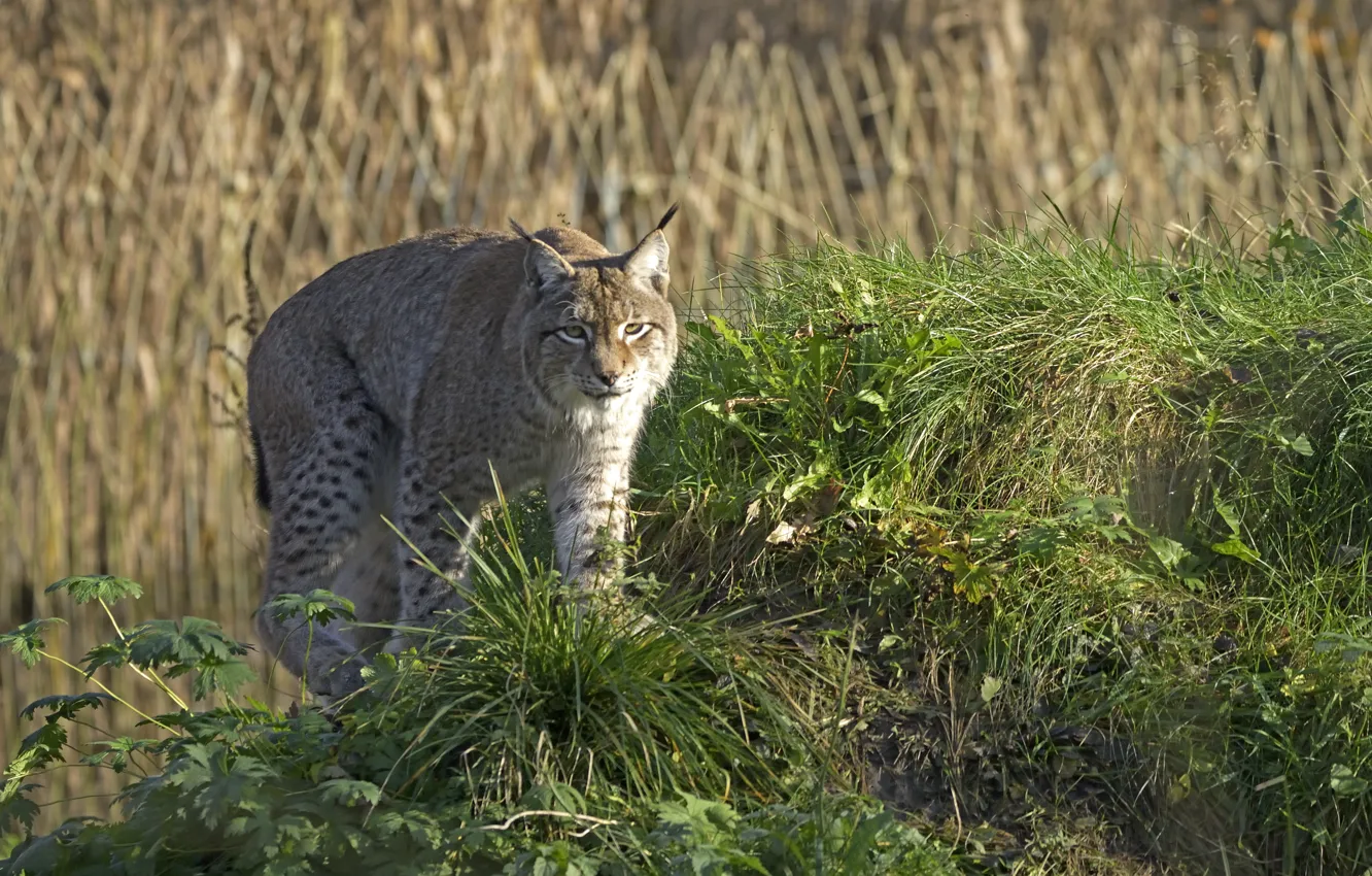 Photo wallpaper cat, grass, hills, lynx