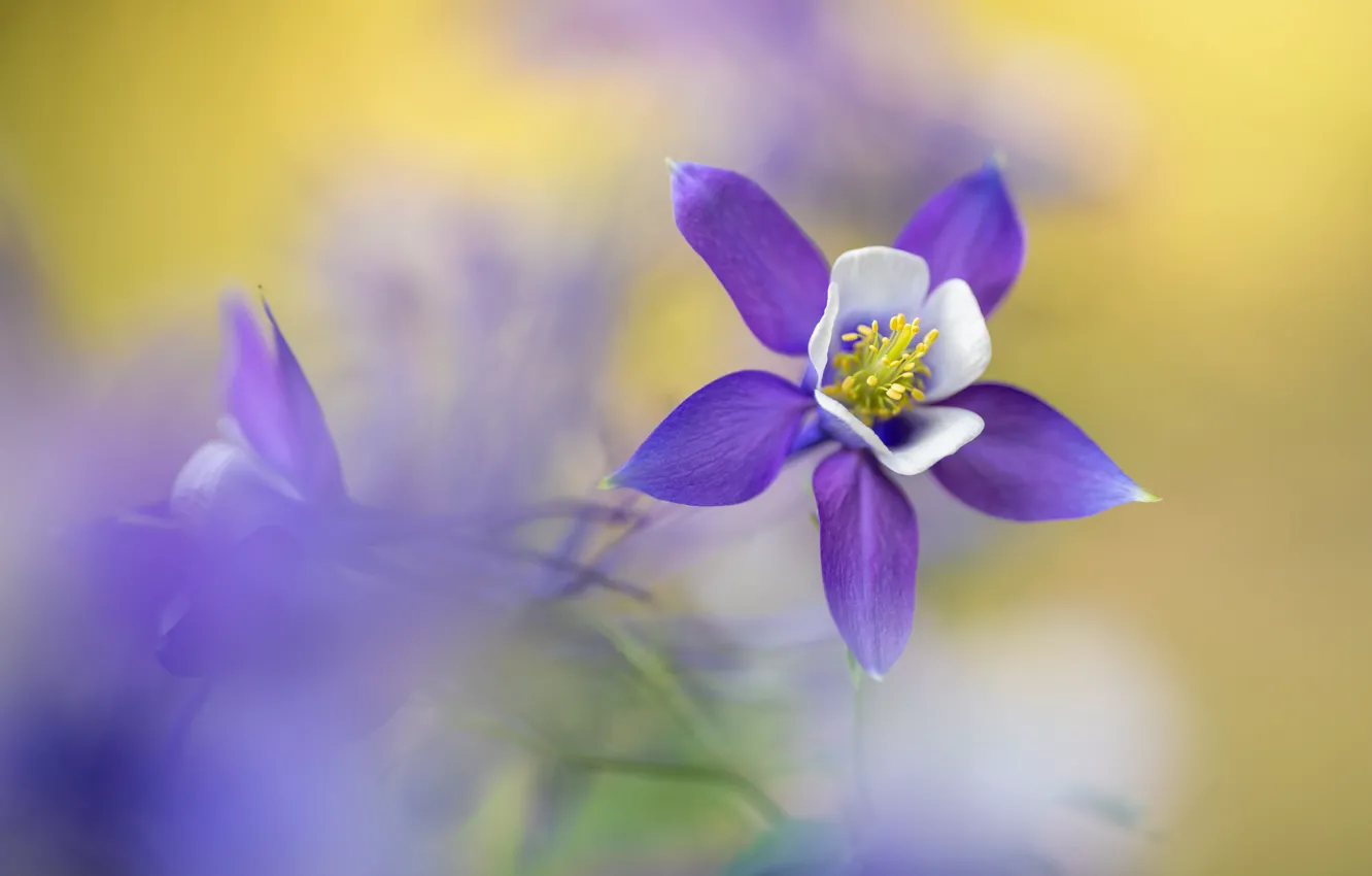 Photo wallpaper flowers, lilac, Aquilegia
