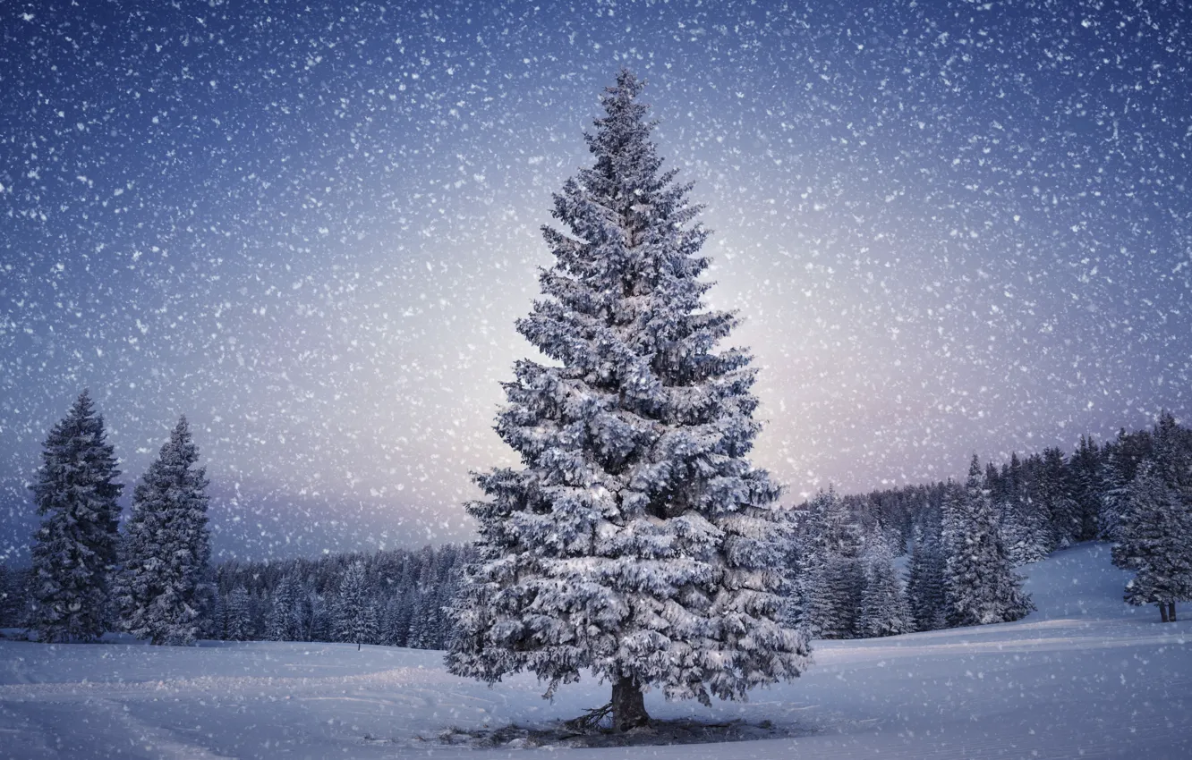 Photo wallpaper winter, forest, snow, snowflakes, tree, nature, winter, snow