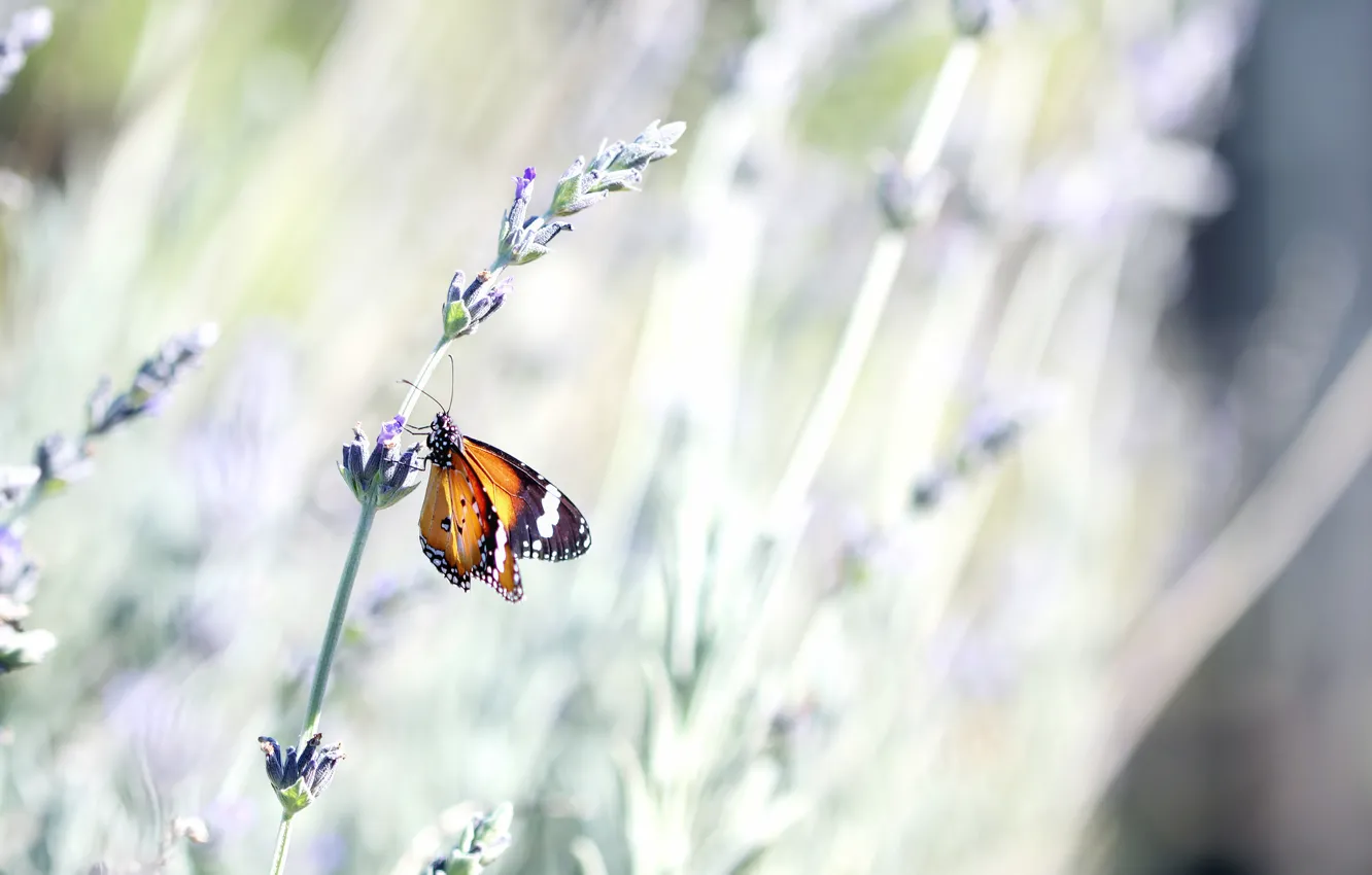 Photo wallpaper flower, summer, macro, nature, butterfly, stem, insect, lavender