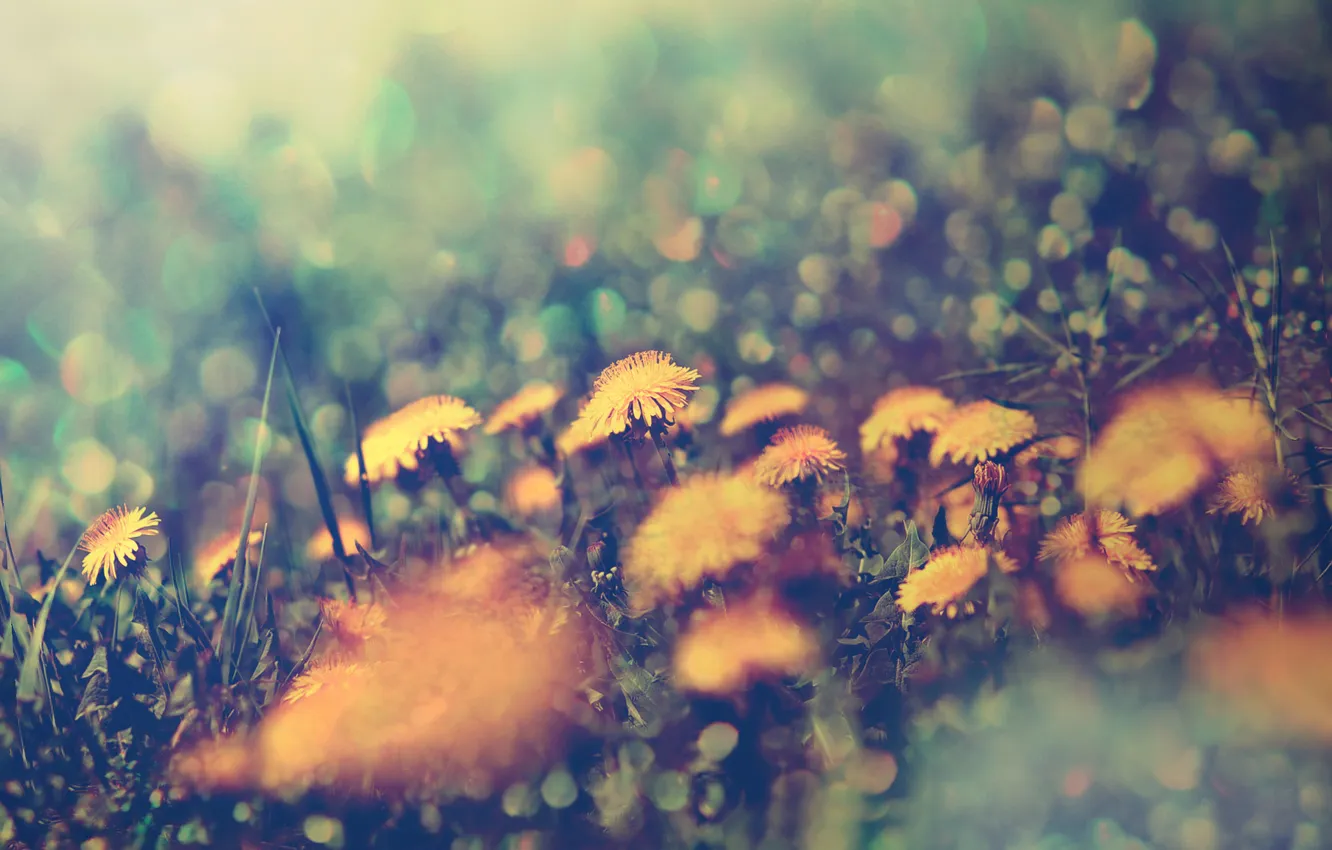 Photo wallpaper grass, flowers, yellow, glare, Dandelion