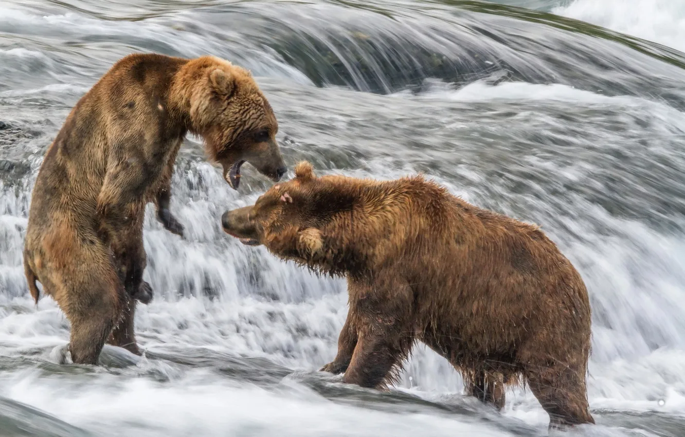 Photo wallpaper nature, river, bears
