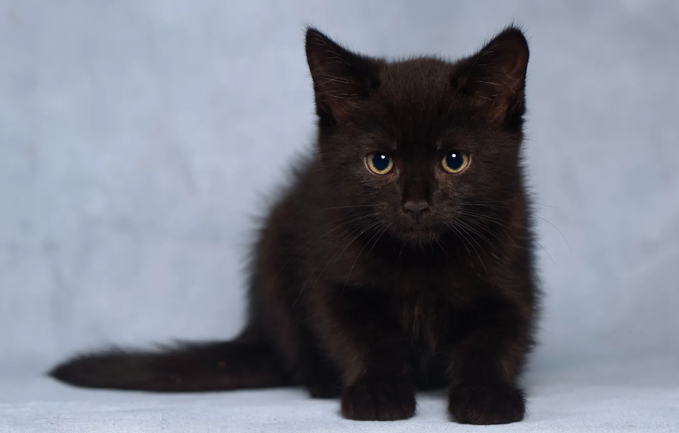Photo wallpaper look, kitty, background, baby, black kitten