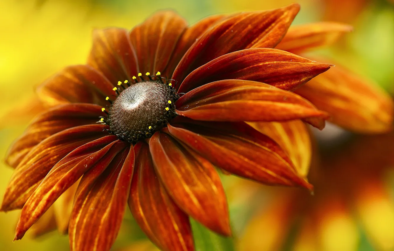 Photo wallpaper flower, background, red-orange