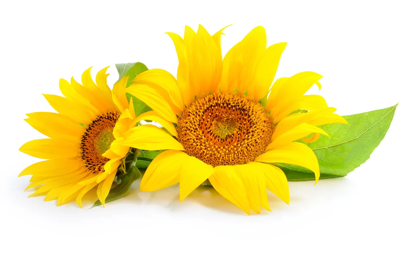 Photo wallpaper sunflowers, flowers, leaf