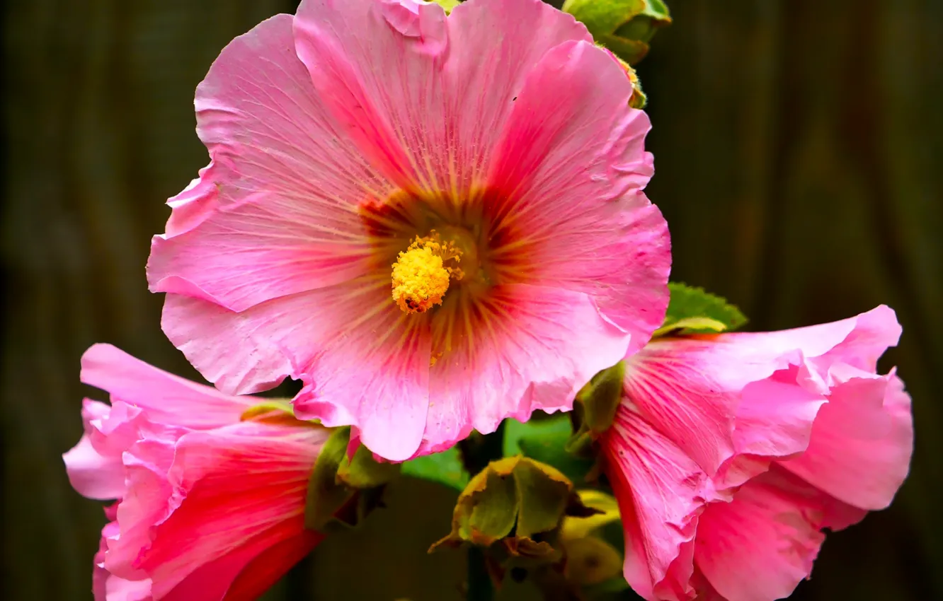Photo wallpaper flower, garden, blooming, Mallow