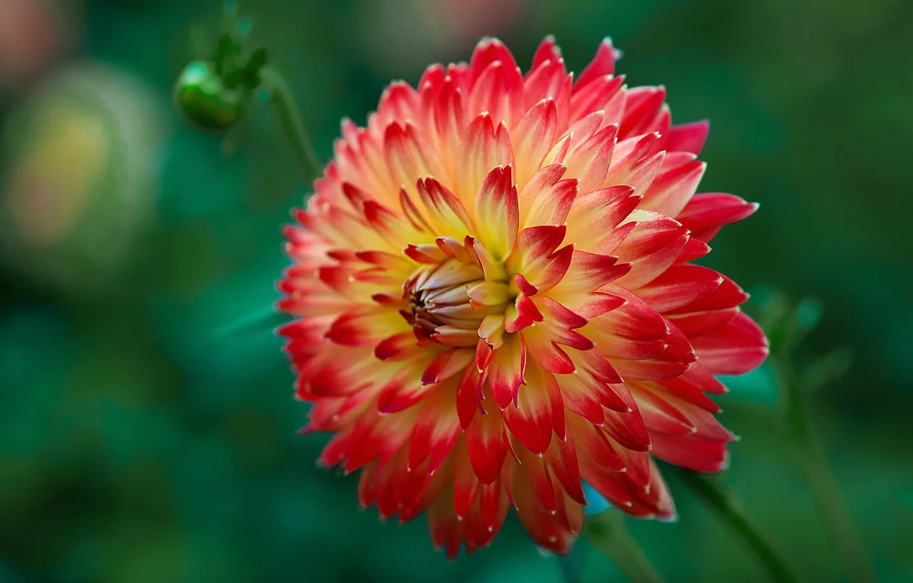 Photo wallpaper flowers, green, background, bokeh, dahlias, red with yellow