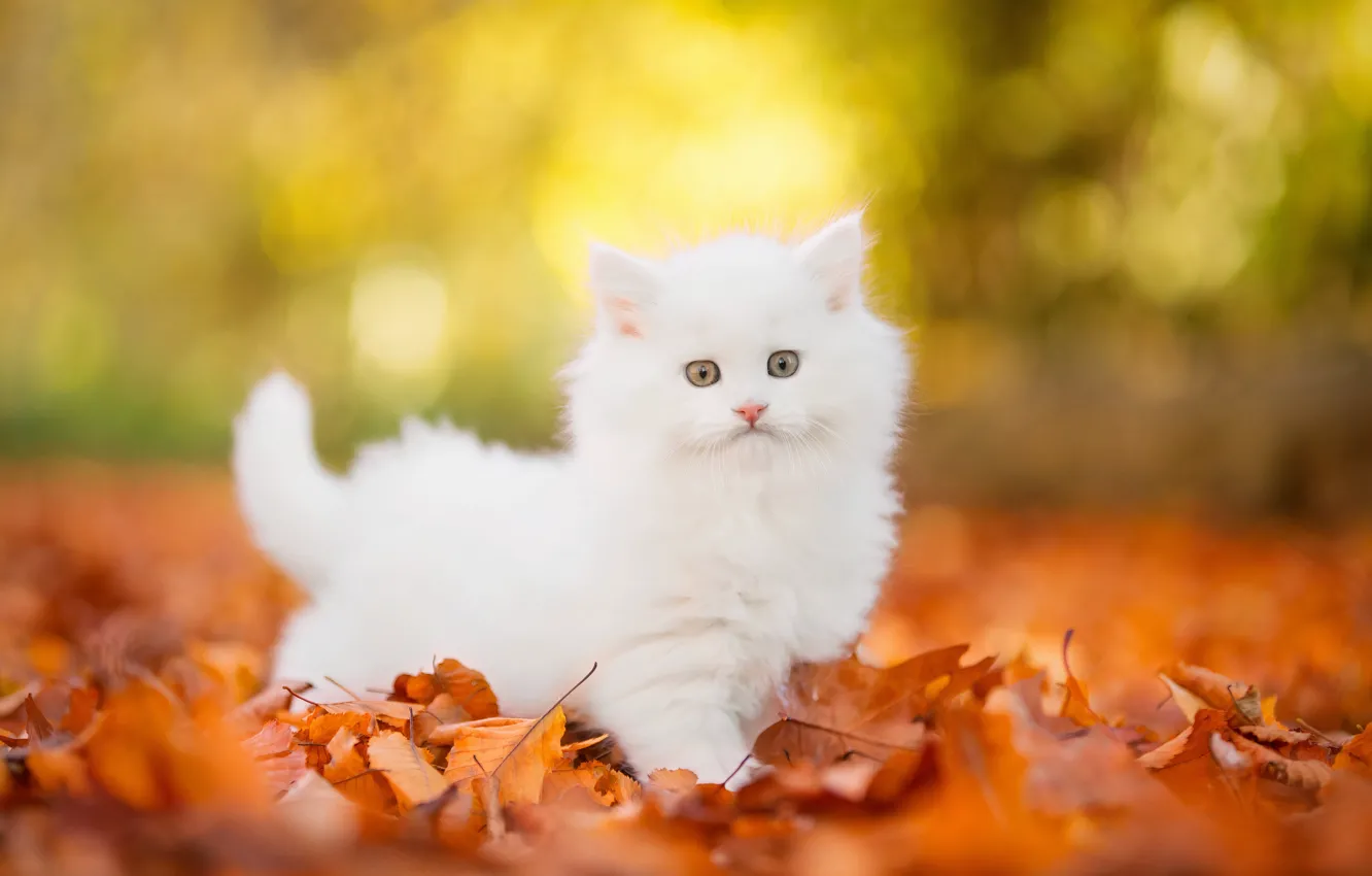 Photo wallpaper autumn, cat, white, look, light, nature, Park, sweetheart