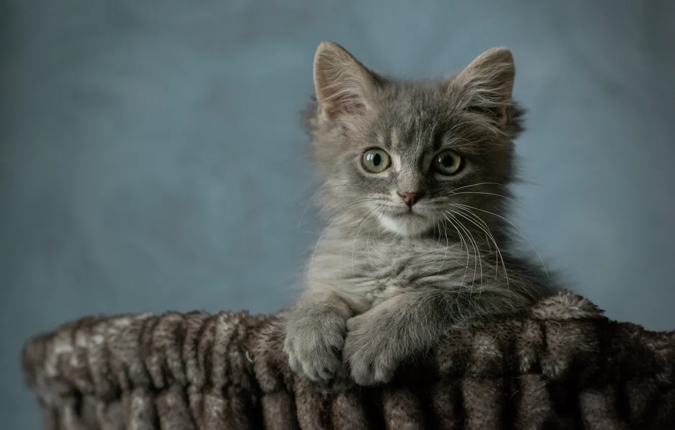 Photo wallpaper cat, look, pose, grey, background, portrait, legs, lies