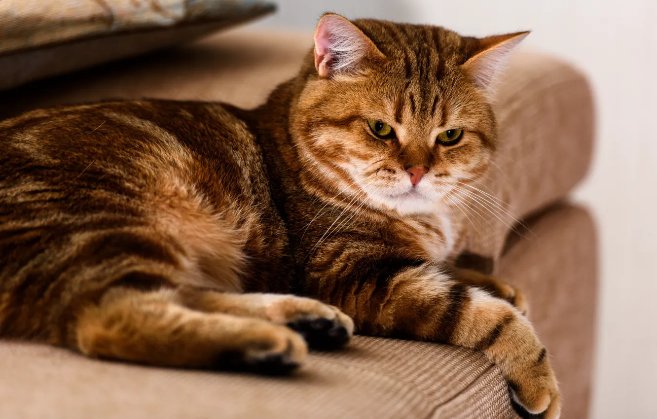 Photo wallpaper cat, cat, look, pose, sofa, paws, lies, red