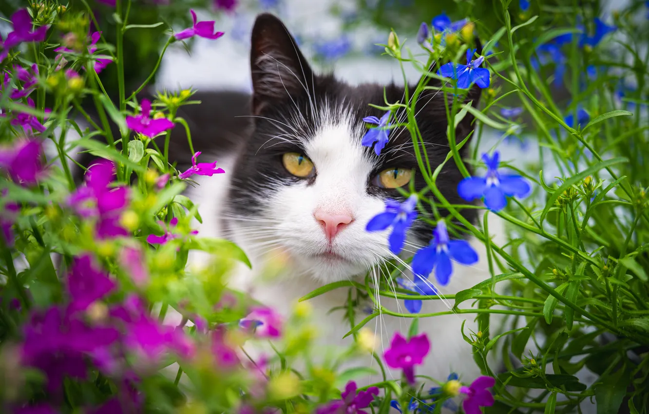 Photo wallpaper cat, summer, cat, look, flowers, pose, portrait, garden