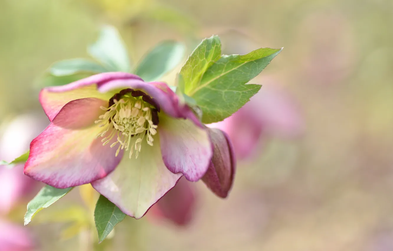 Photo wallpaper flowers, bokeh, hellebore, Helleborus