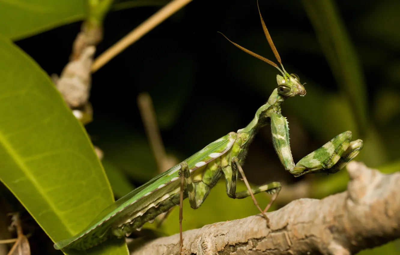 Photo wallpaper look, leaves, pose, green, the dark background, legs, branch, mantis