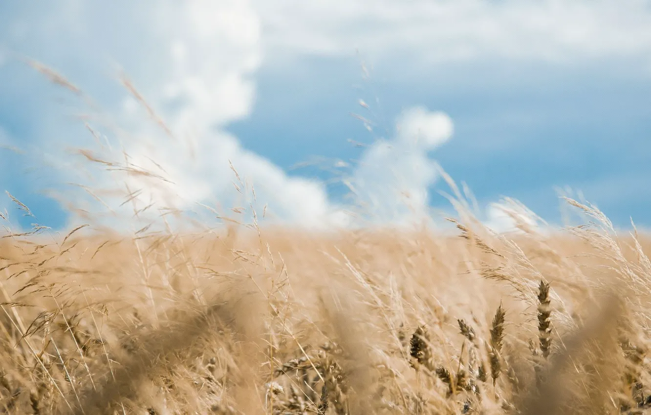 Photo wallpaper wheat, field, the sky, grass, clouds, spikelets