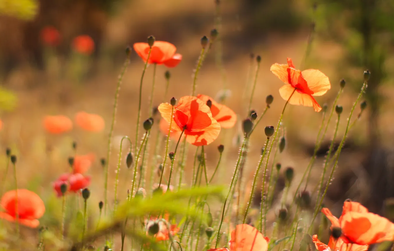 Photo wallpaper red, field, poppy, meadow, blooming