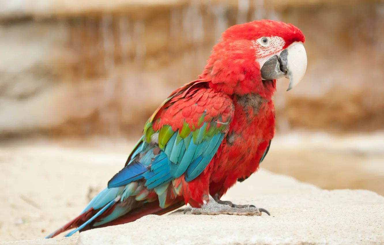 Photo wallpaper bird, parrot, Ara