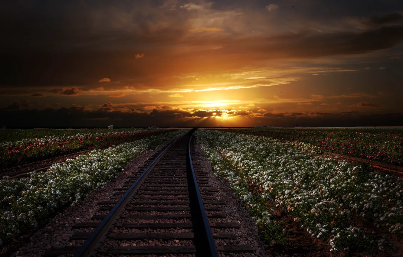 Photo wallpaper sunset, flowers, field, rails, dal, railroad