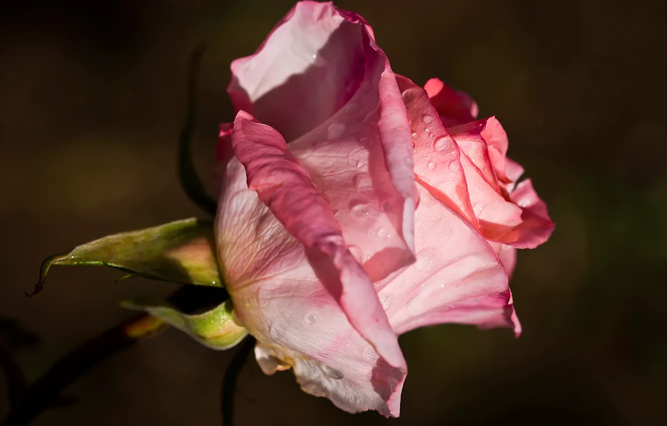 Photo wallpaper drops, close-up, Rosa, background, pink, dark, rose, stem