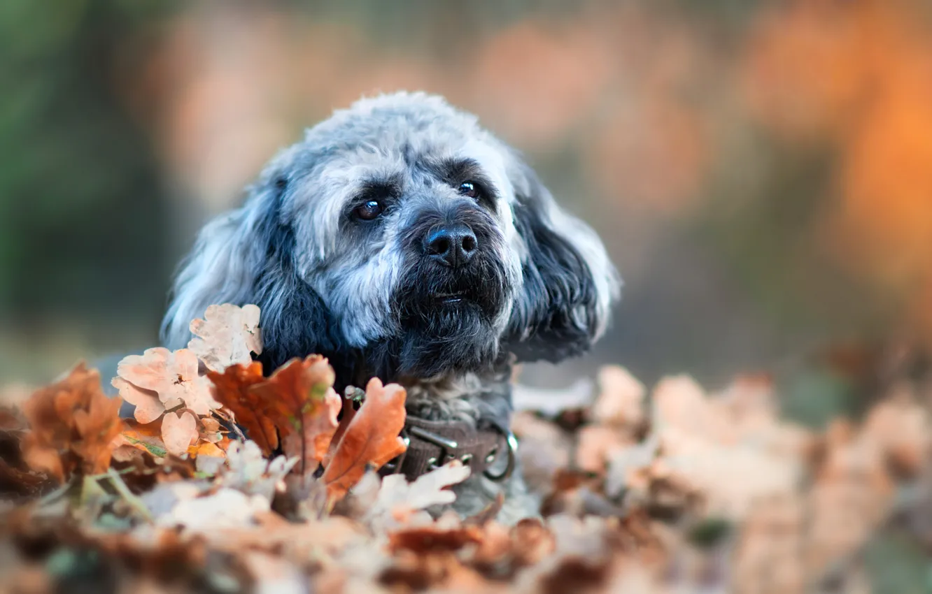 Photo wallpaper autumn, look, leaves, foliage, portrait, dog, face, bokeh