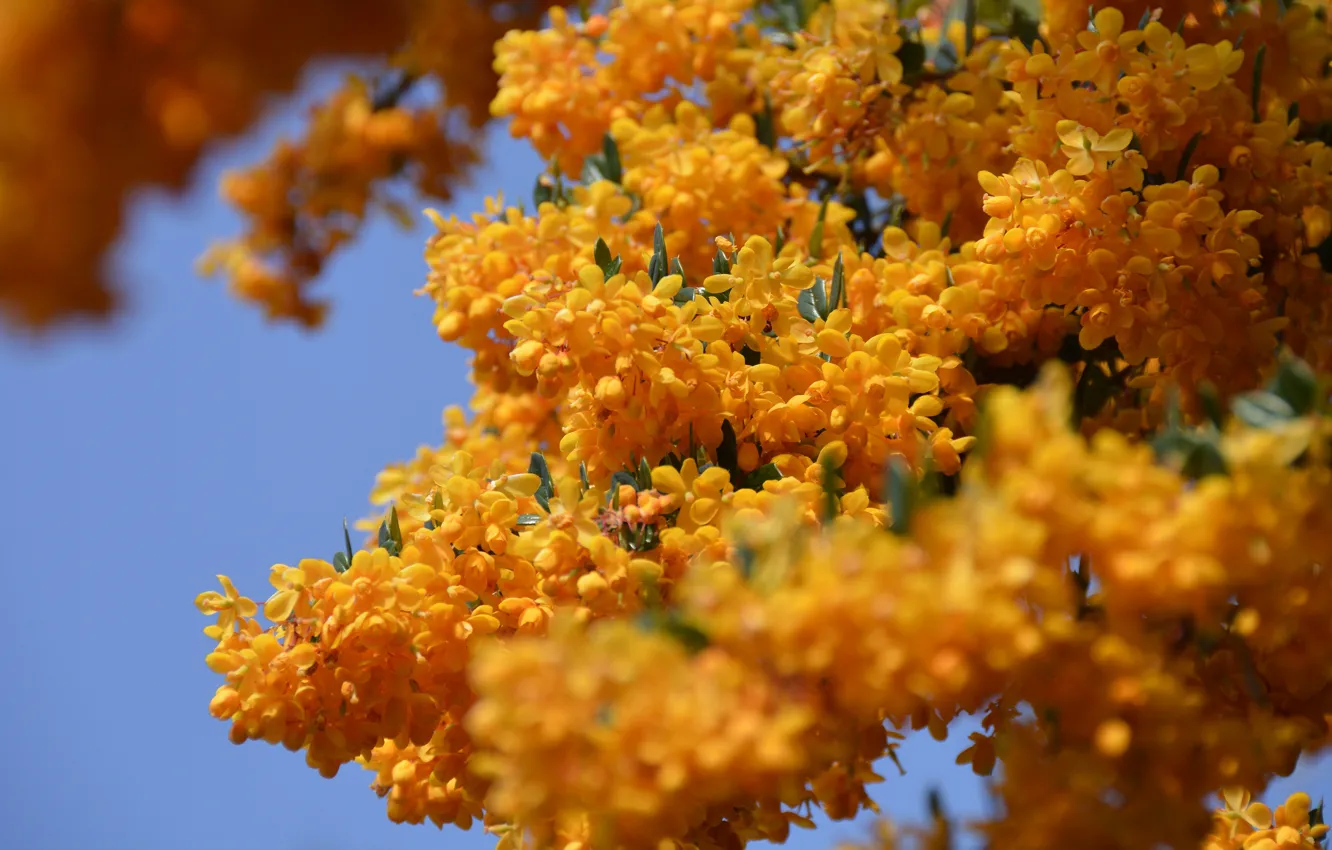Photo wallpaper flowers, branches, Bush, spring, yellow, flowering