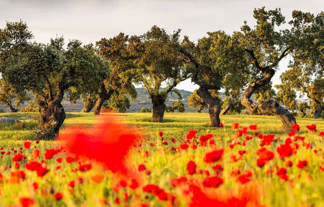 Photo wallpaper field, trees, flowers, Maki, Spain, oak, Badajoz, La Serena