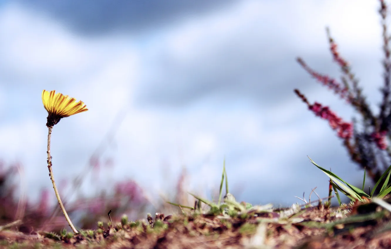 Photo wallpaper macro, flowers, photo, background, Wallpaper, plant, background pictures