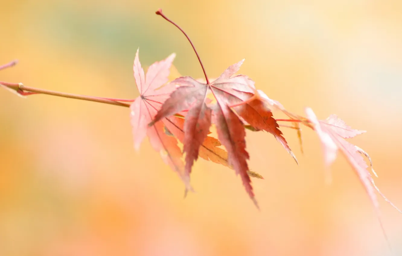 Photo wallpaper autumn, leaves, macro