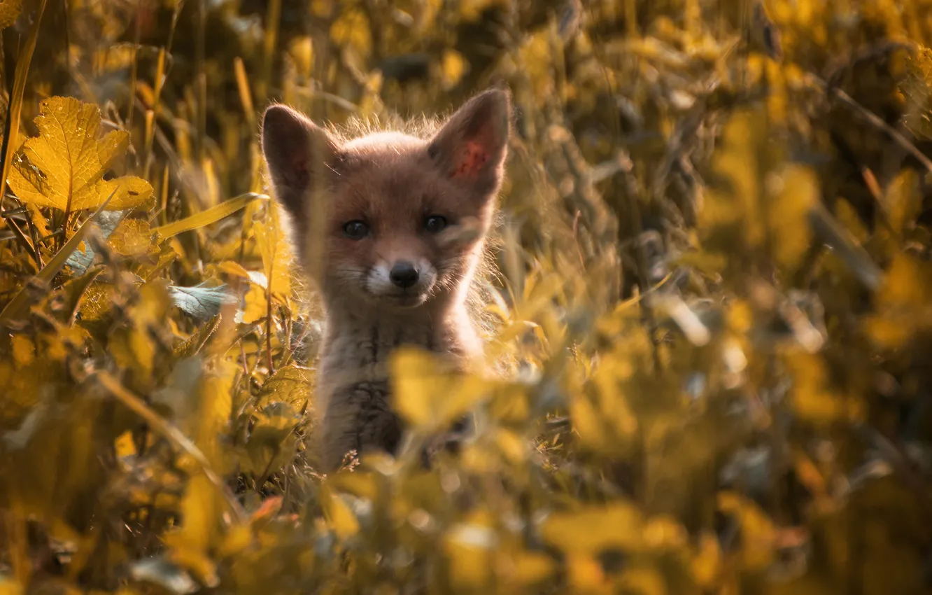 Photo wallpaper grass, light, small, Fox