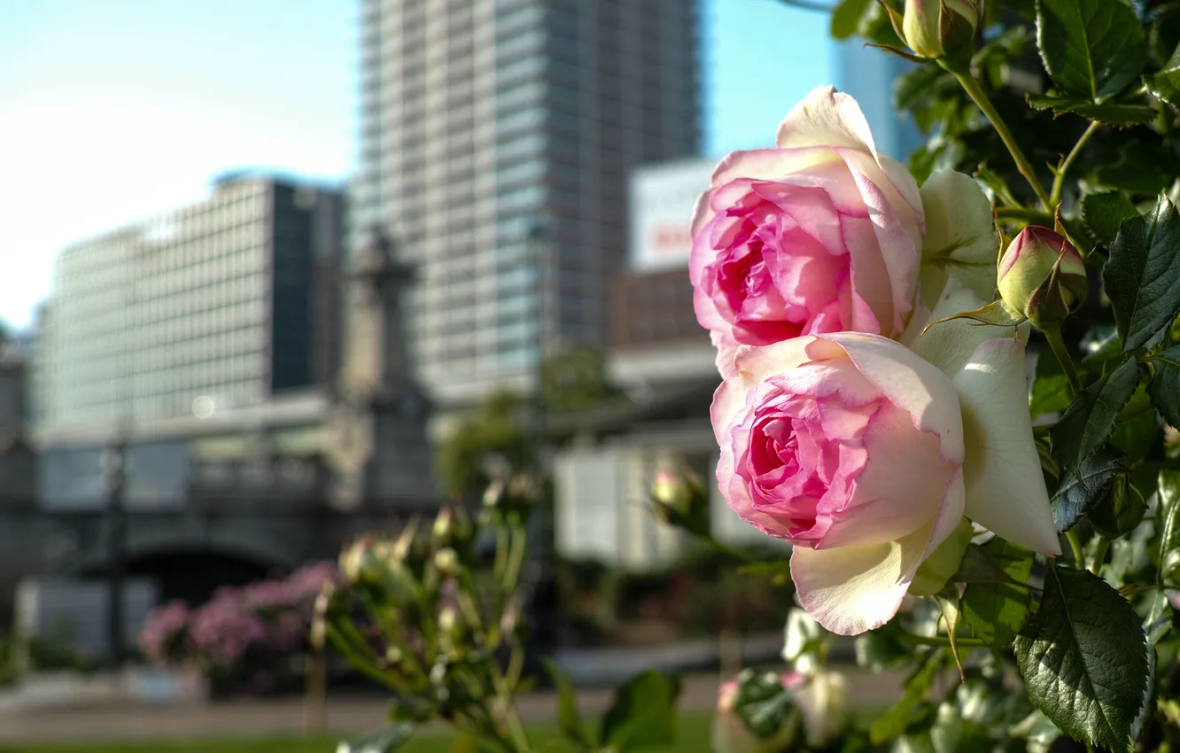 Photo wallpaper background, roses, pink, buds, the bushes